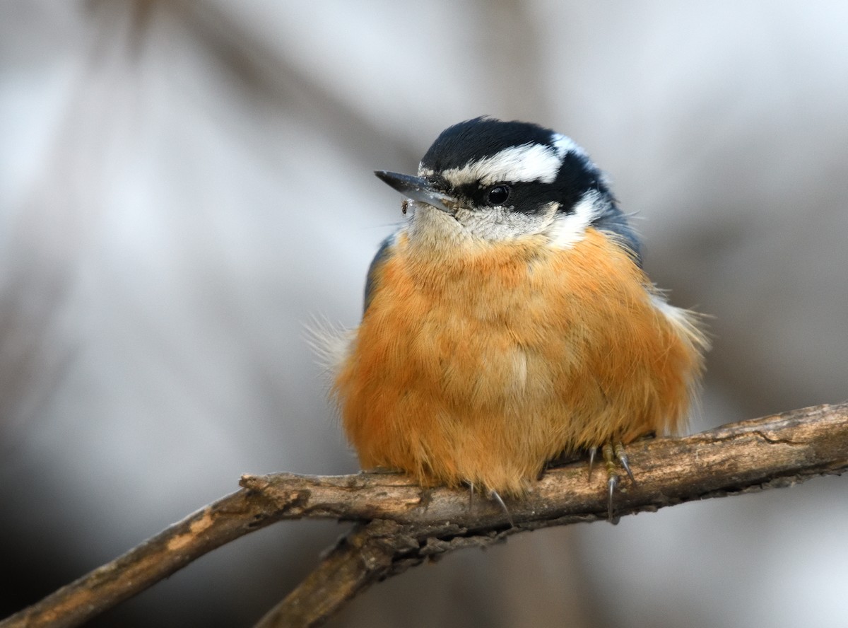 Red-breasted Nuthatch - ML646723334