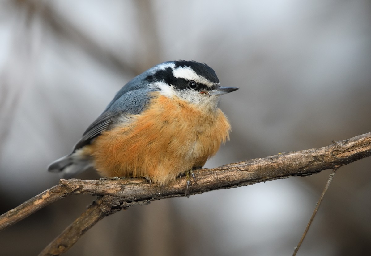 Red-breasted Nuthatch - ML646723335