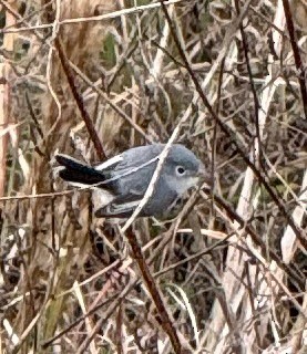 nordmyggsmett - ML646723336