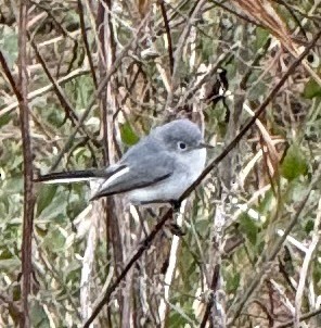 nordmyggsmett - ML646723337