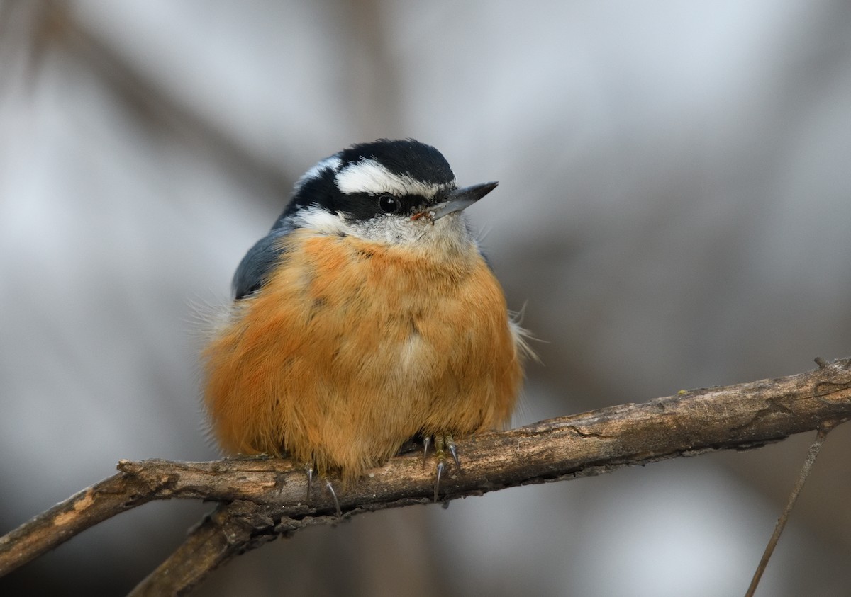 Red-breasted Nuthatch - ML646723338