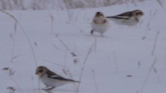 Пуночка - ML646723341