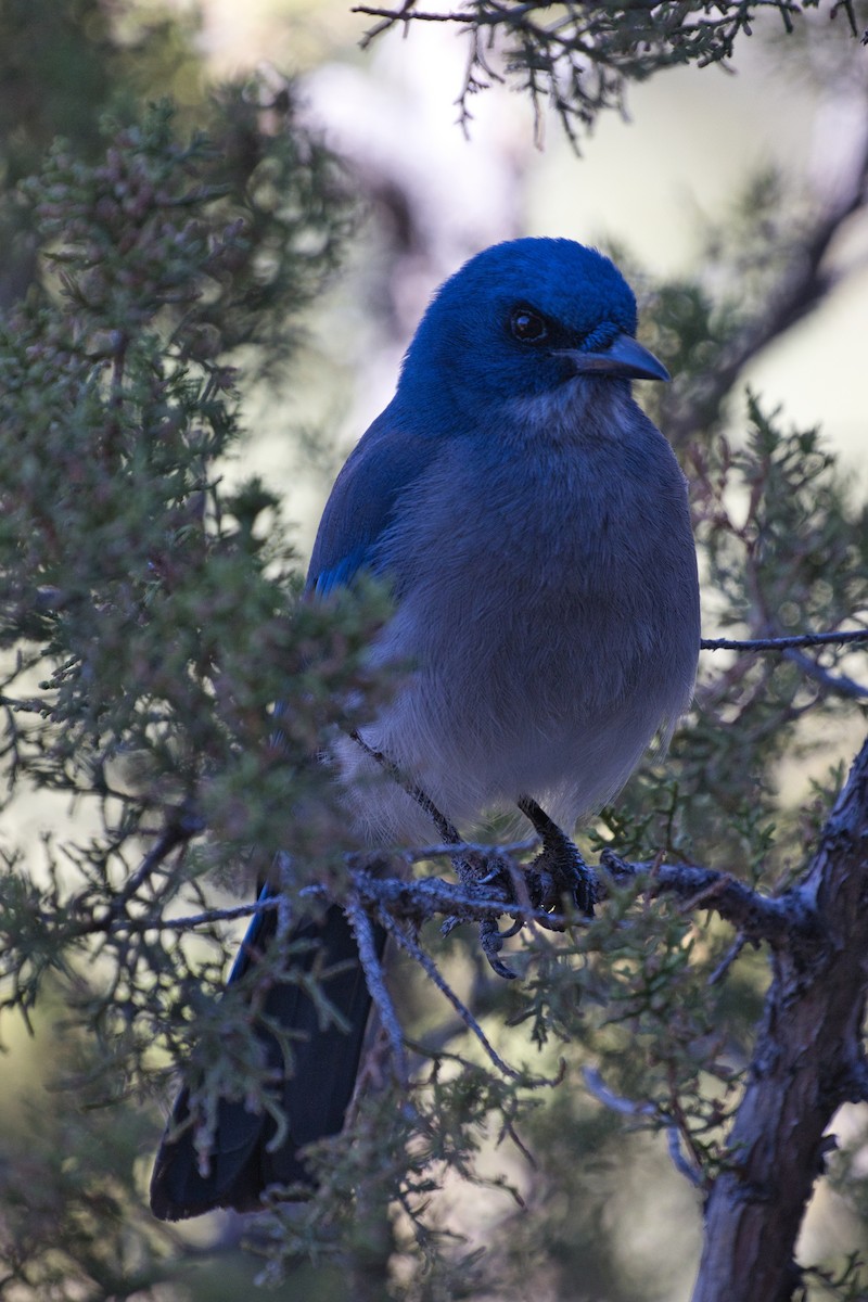 Мексиканская сойка - ML646723343