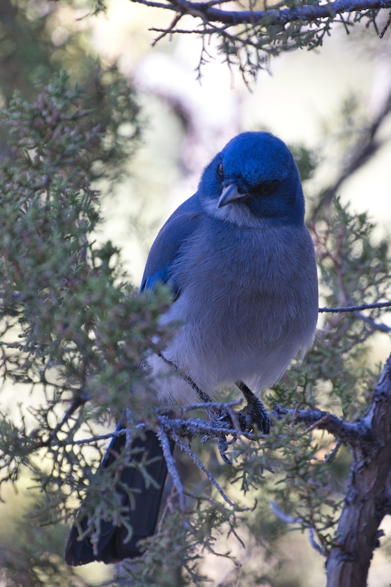 Мексиканская сойка - ML646723344