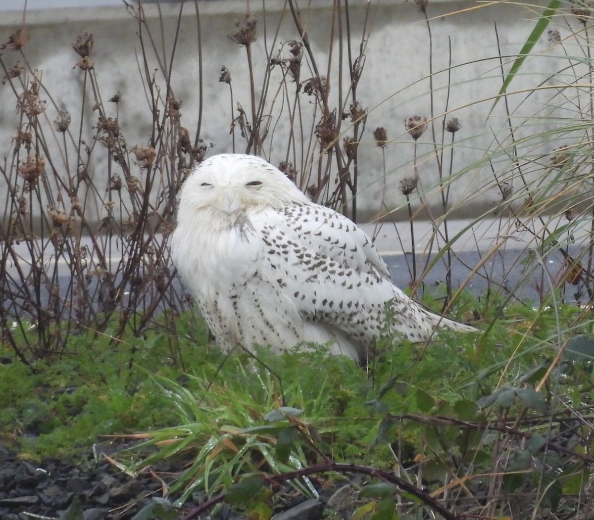 Белая сова - ML646723345