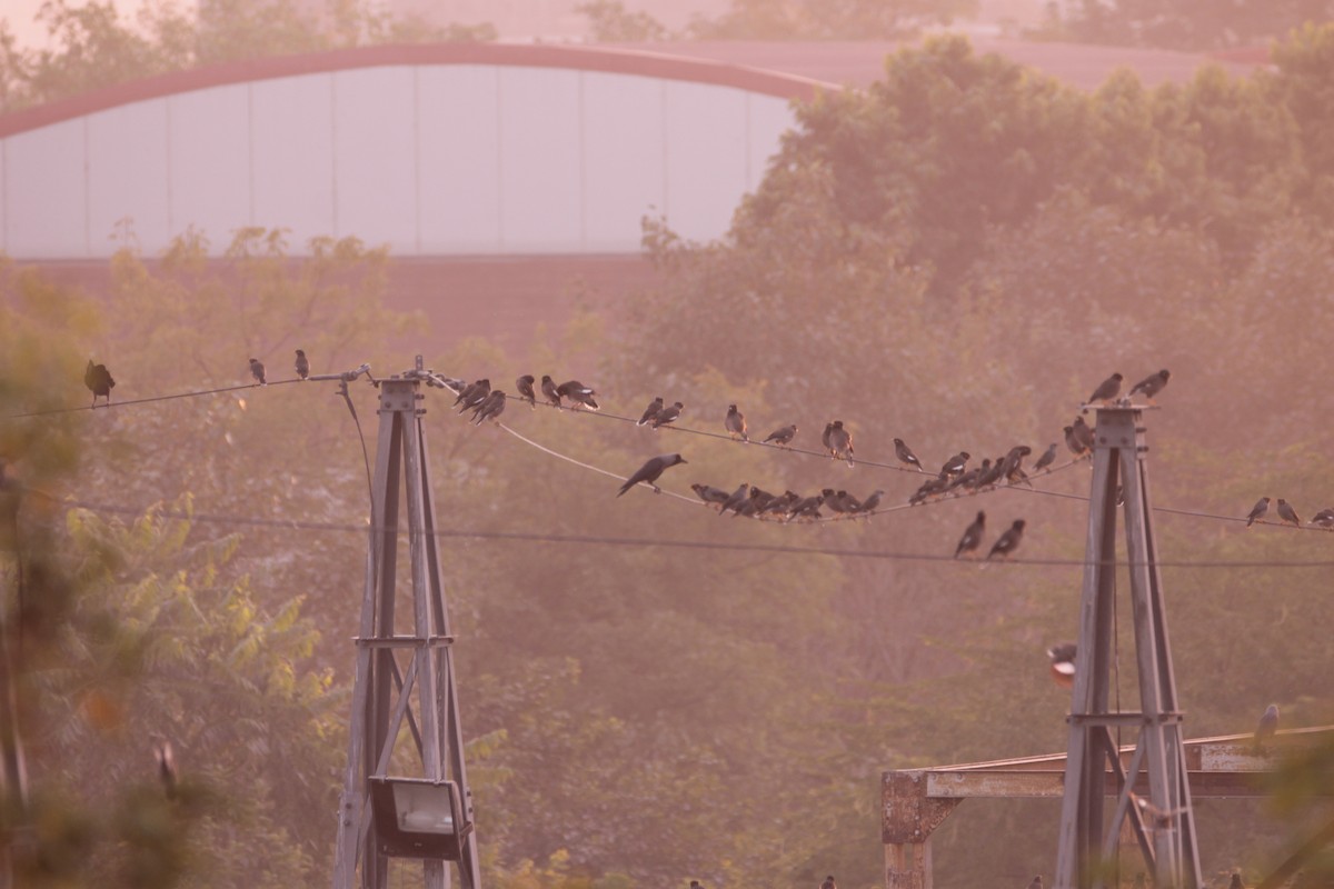 Майна - ML646723346