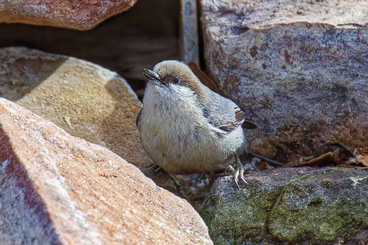 pygméspettmeis - ML646723348