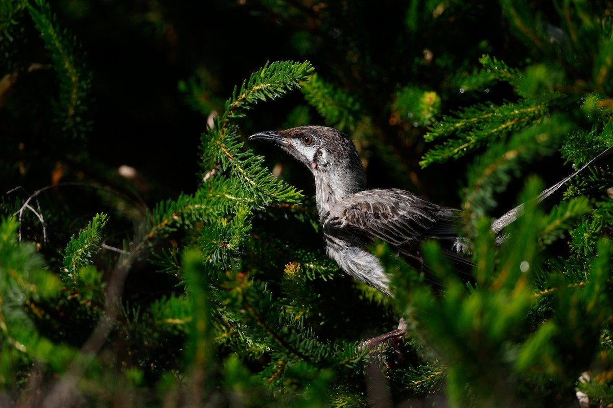 Red Wattlebird - ML646723349