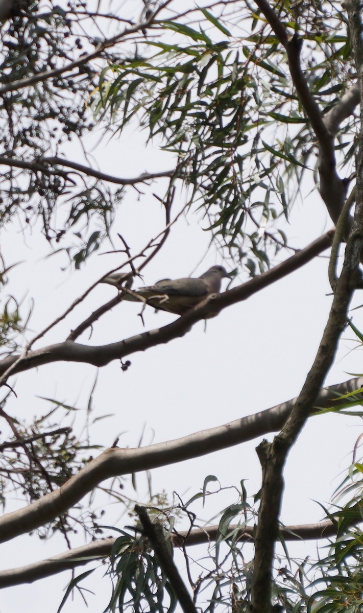 Eared Dove - ML646723350