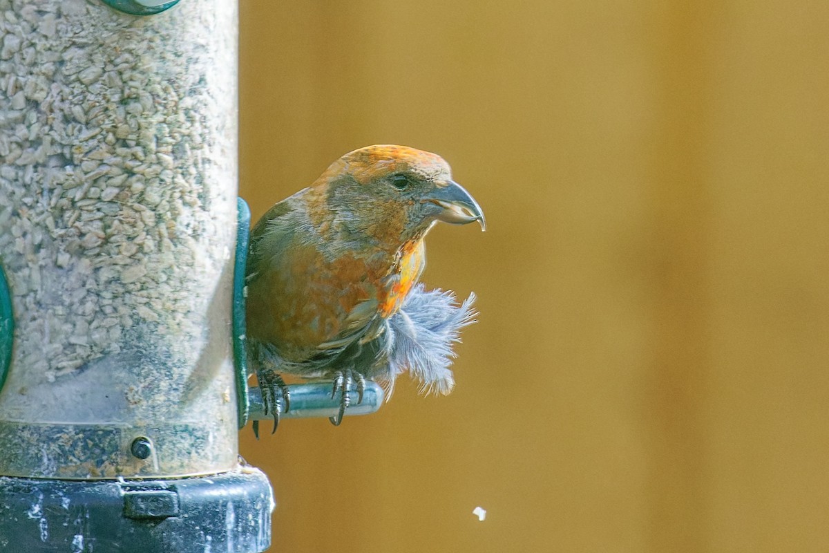 grankorsnebb - ML646723351