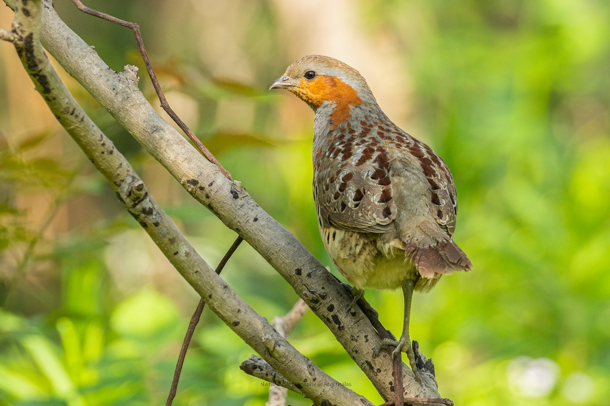 Bambusicole de Chine - ML646723352