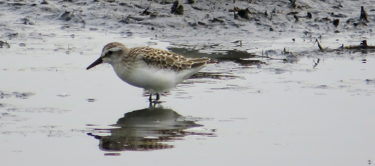 Perdeli Kumkuşu - ML646723354