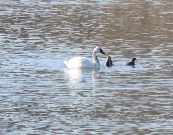 Канадская казарка - ML646723358