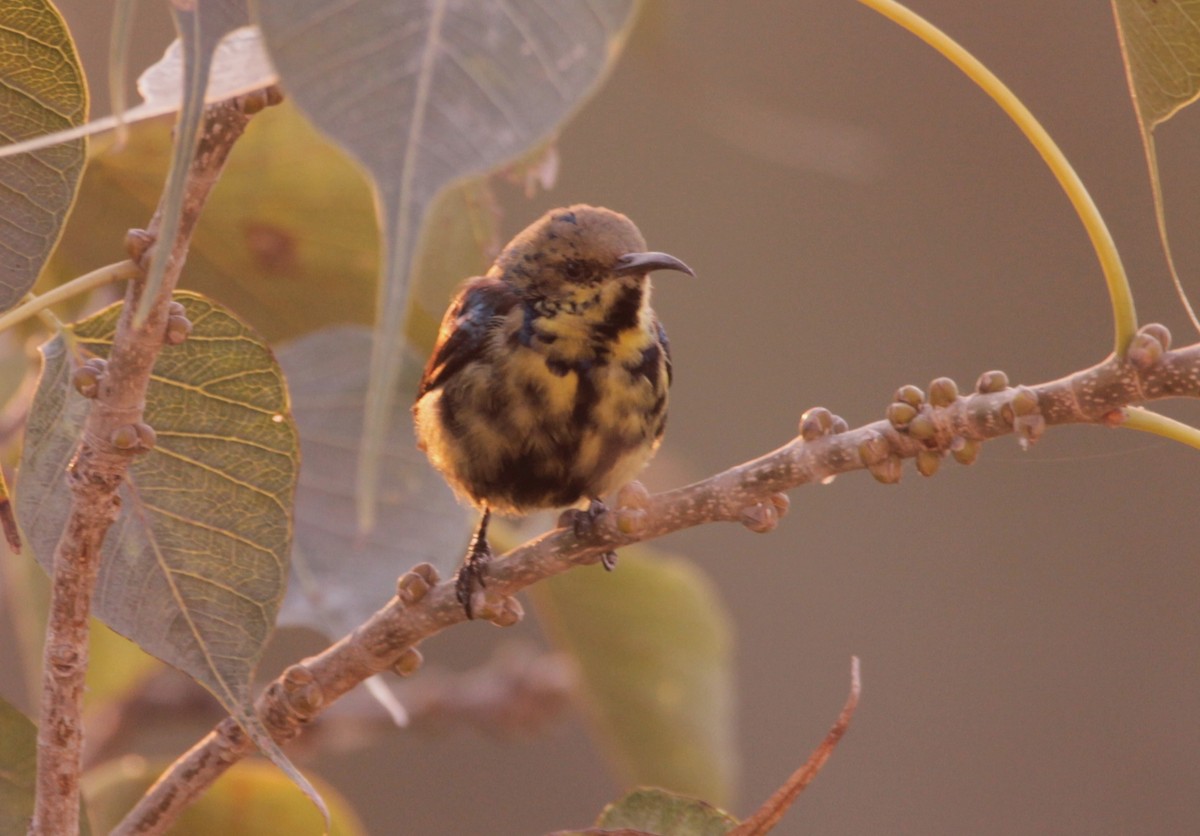 purpursolfugl - ML646723360