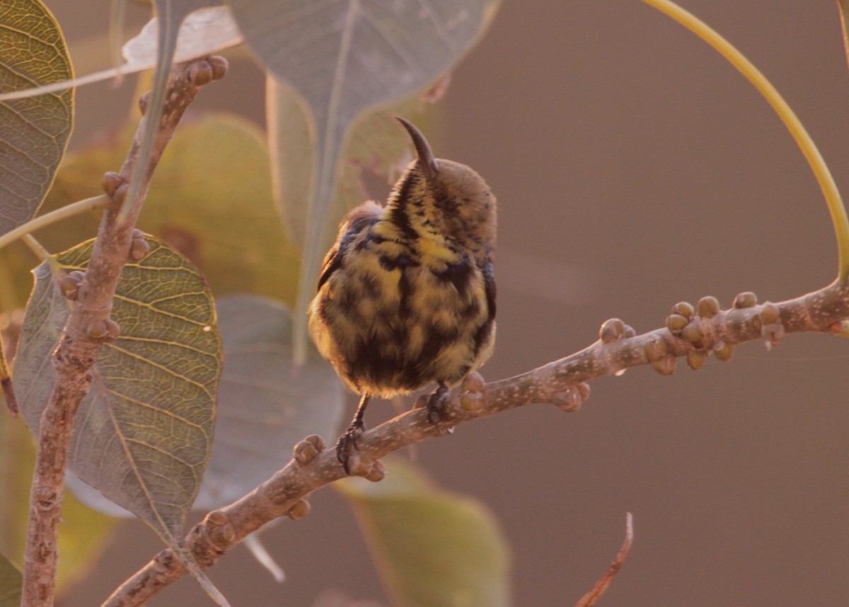 Атласная нектарница - ML646723361