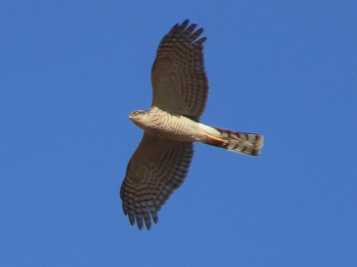 Перепелятник - ML646723362