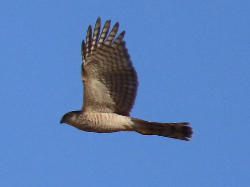 Перепелятник - ML646723363