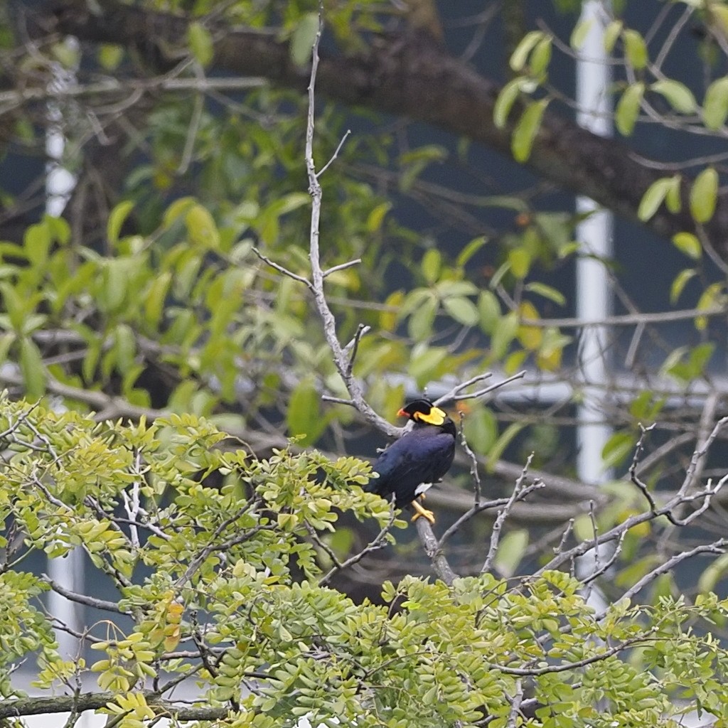 Священная майна - ML646723366