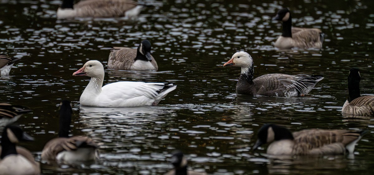 Schneegans - ML646723378