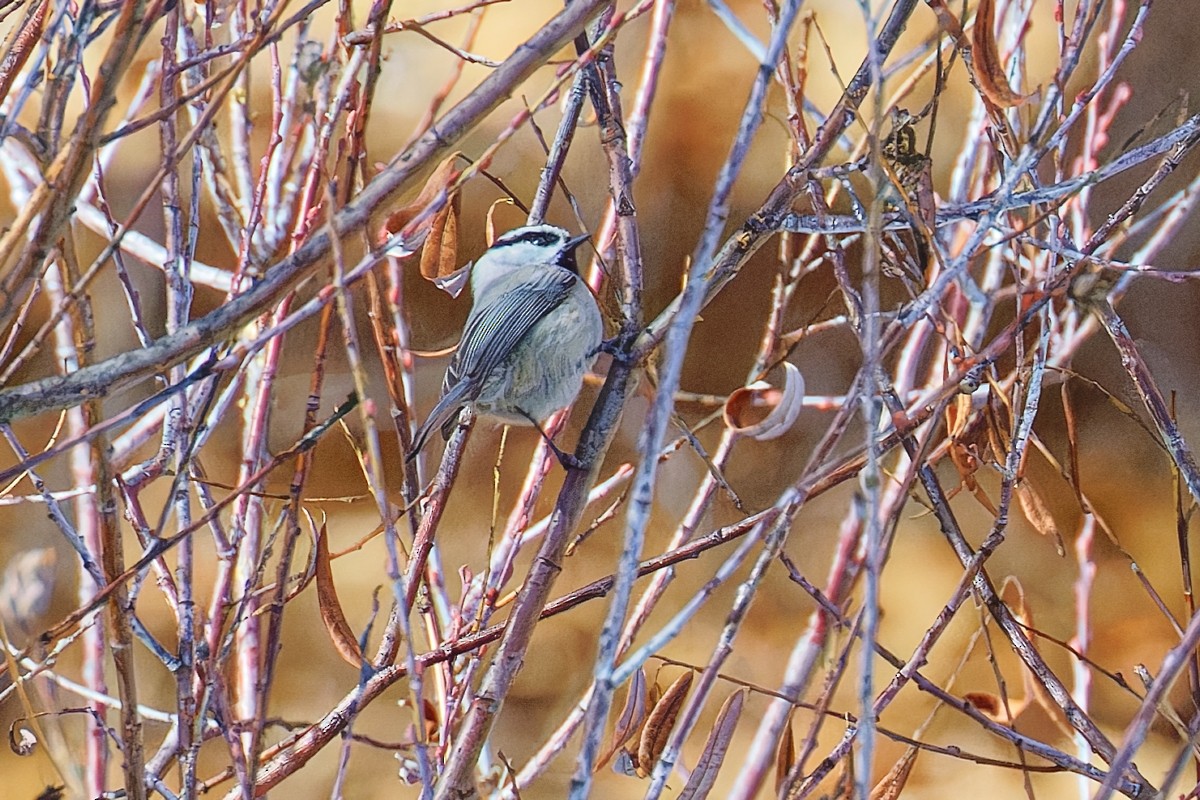 bergmeis - ML646723379