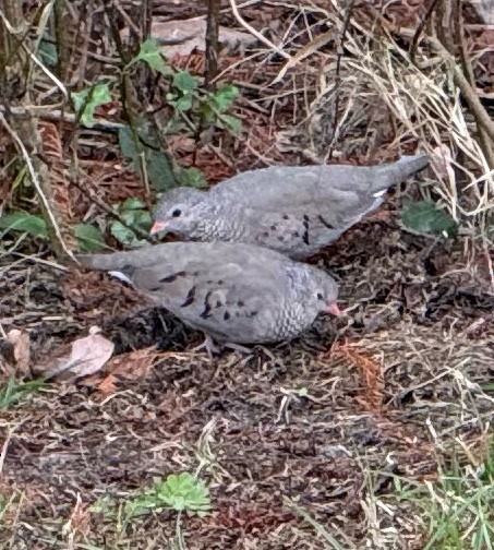 Sperlingstäubchen - ML646723381