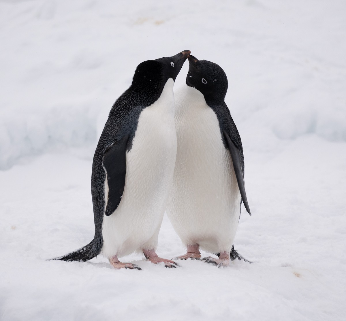 Adelie Penguin - ML646723383
