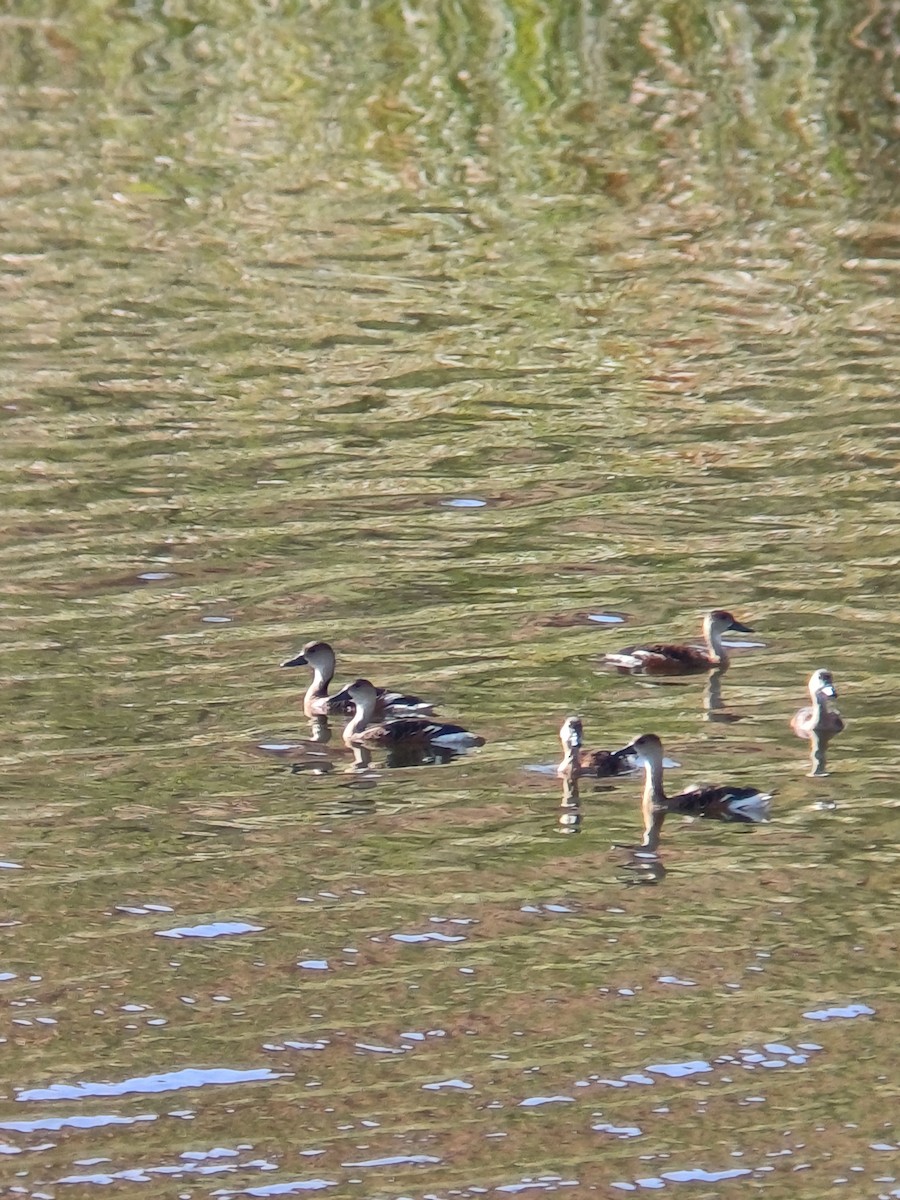 Wandering Whistling-Duck - ML646723384
