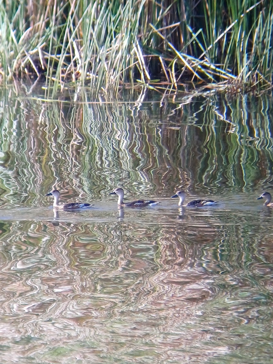 Wandering Whistling-Duck - ML646723387