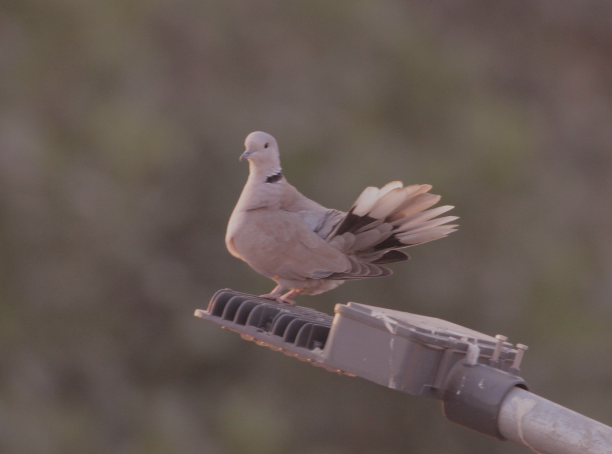 Eurasian Collared-Dove - ML646723388