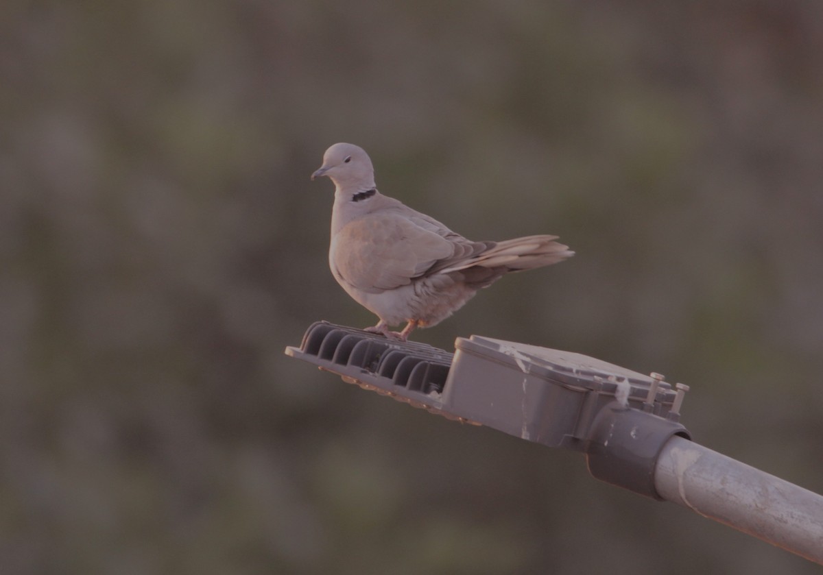 Eurasian Collared-Dove - ML646723389