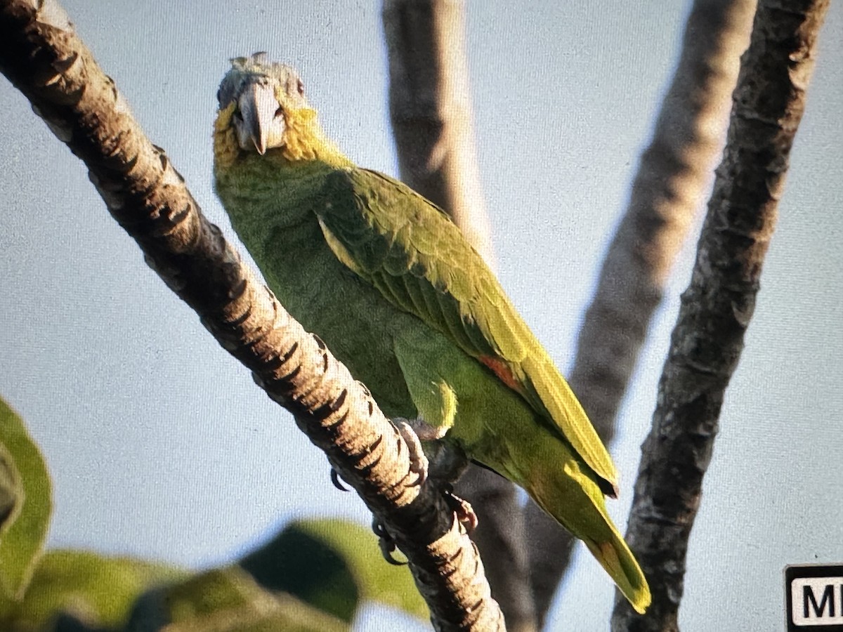 Orange-winged Amazon - ML646723391