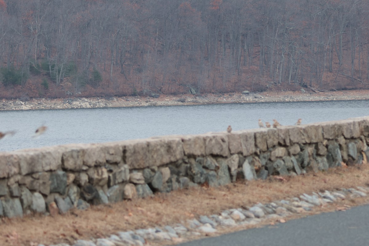 Snow Bunting - ML646723394