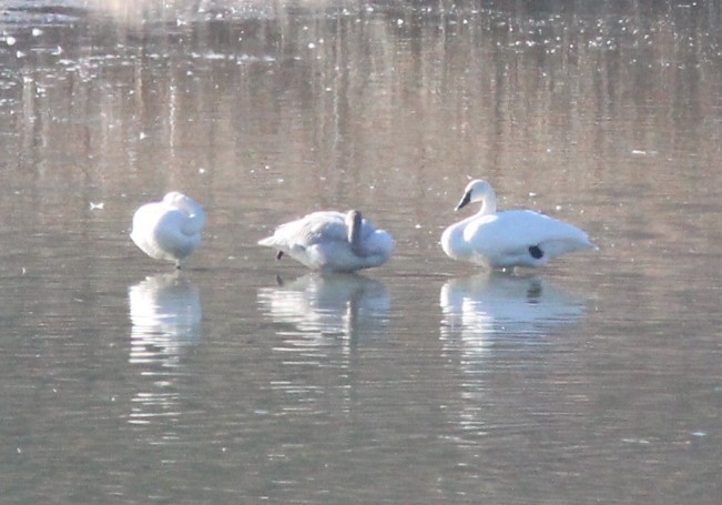 Tundra Swan - ML646723395