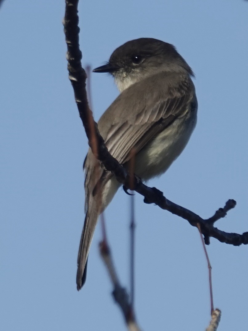 Eastern Phoebe - ML646723396