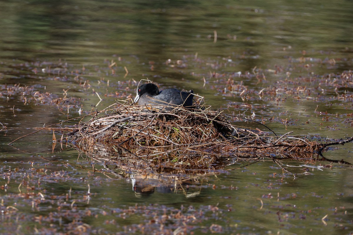 Folaga - ML646723399