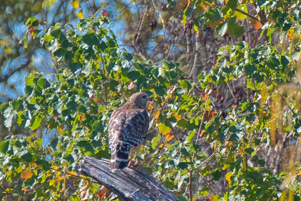 Red-shouldered Hawk - ML646723407