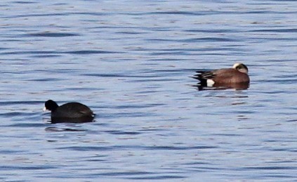 American Wigeon - ML646723408