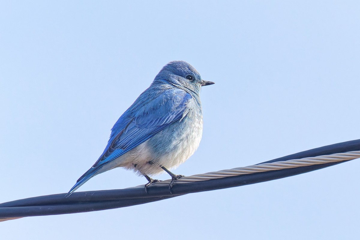 fjellblåfugl - ML646723409