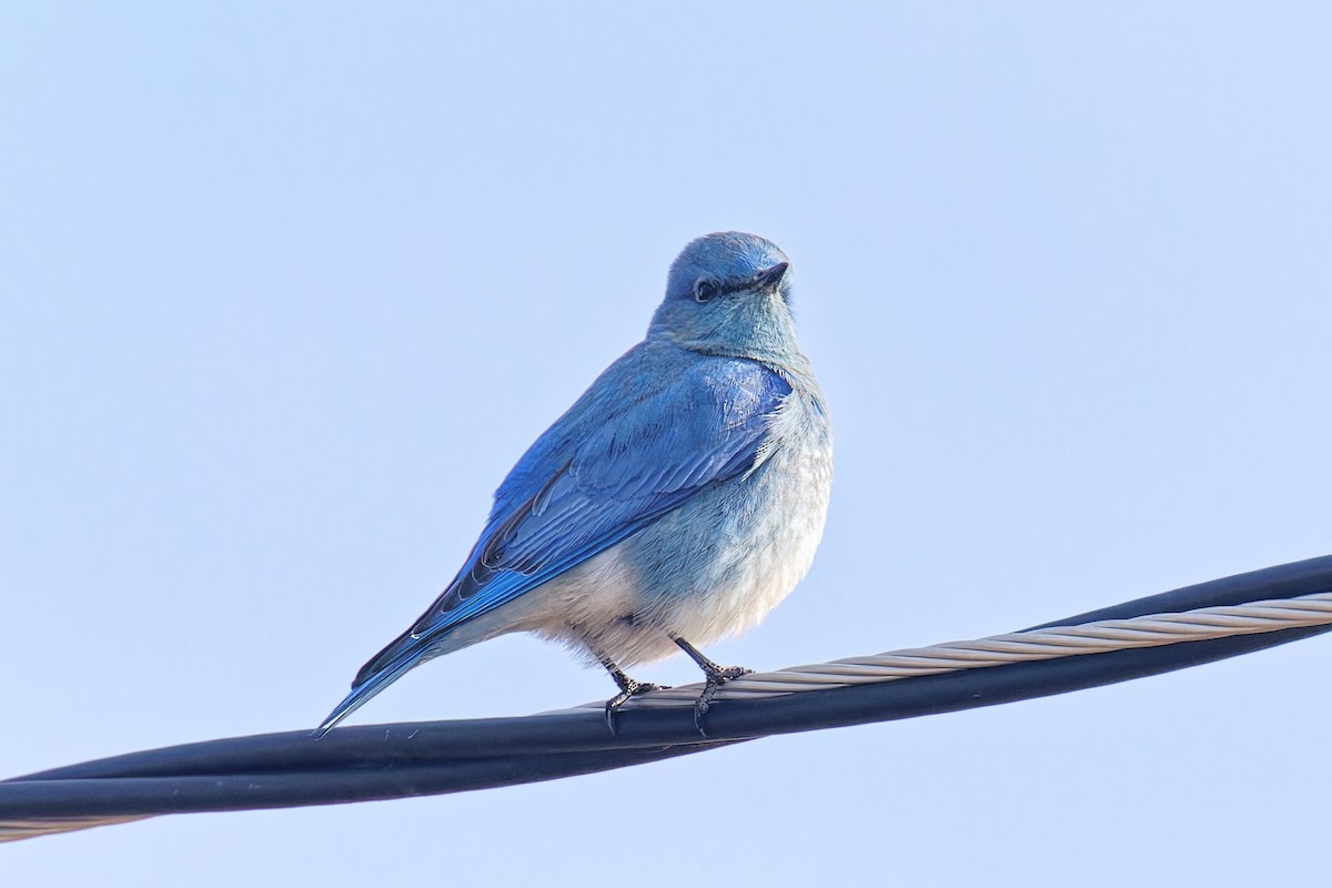 fjellblåfugl - ML646723410