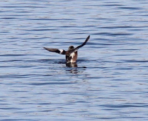 American Wigeon - ML646723412