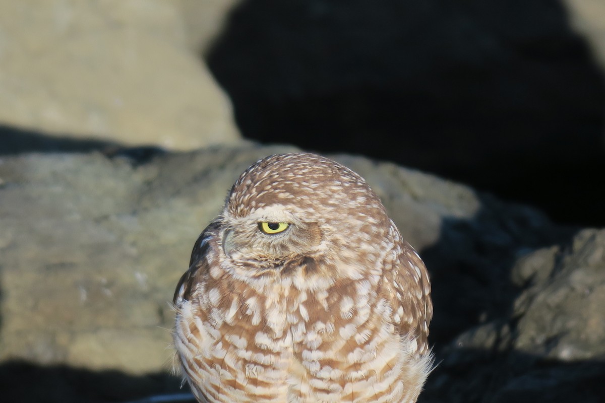 Burrowing Owl - ML646723413