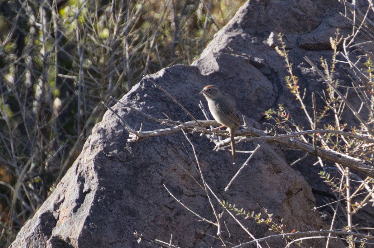 Rufous-crowned Sparrow - ML646723414