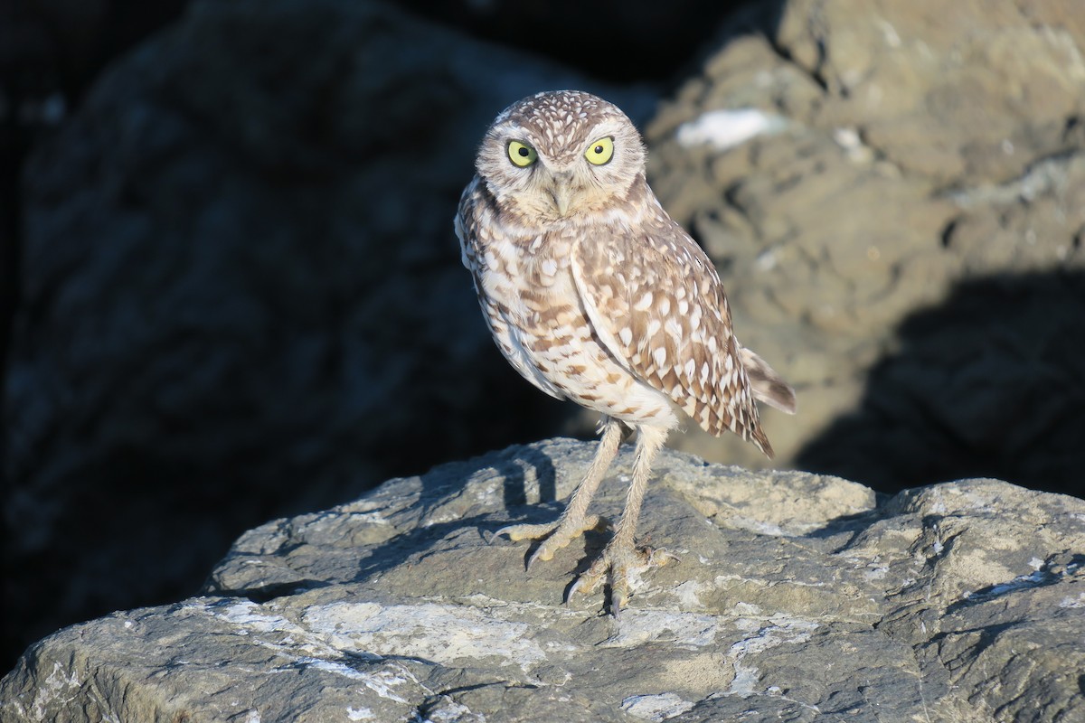 Burrowing Owl - ML646723415