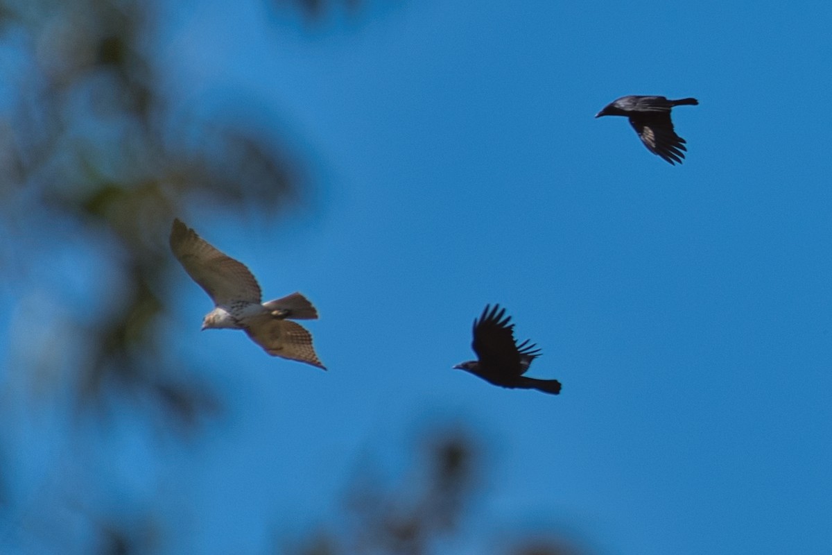 Red-tailed Hawk - ML646723416