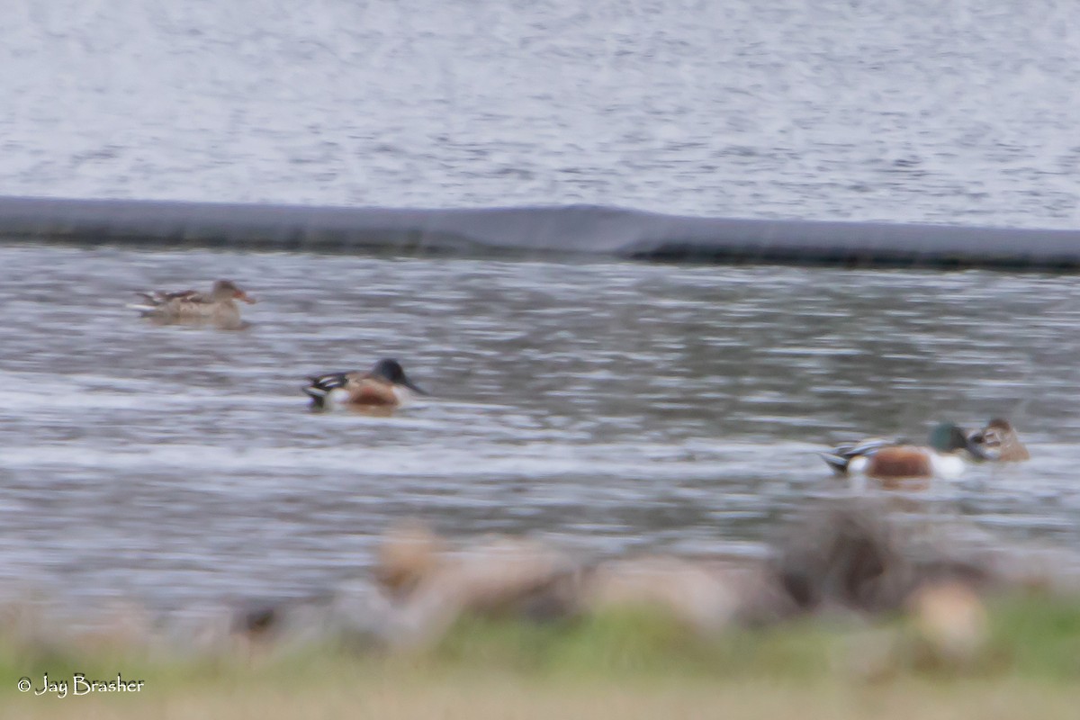 Cuchara Común - ML646723417