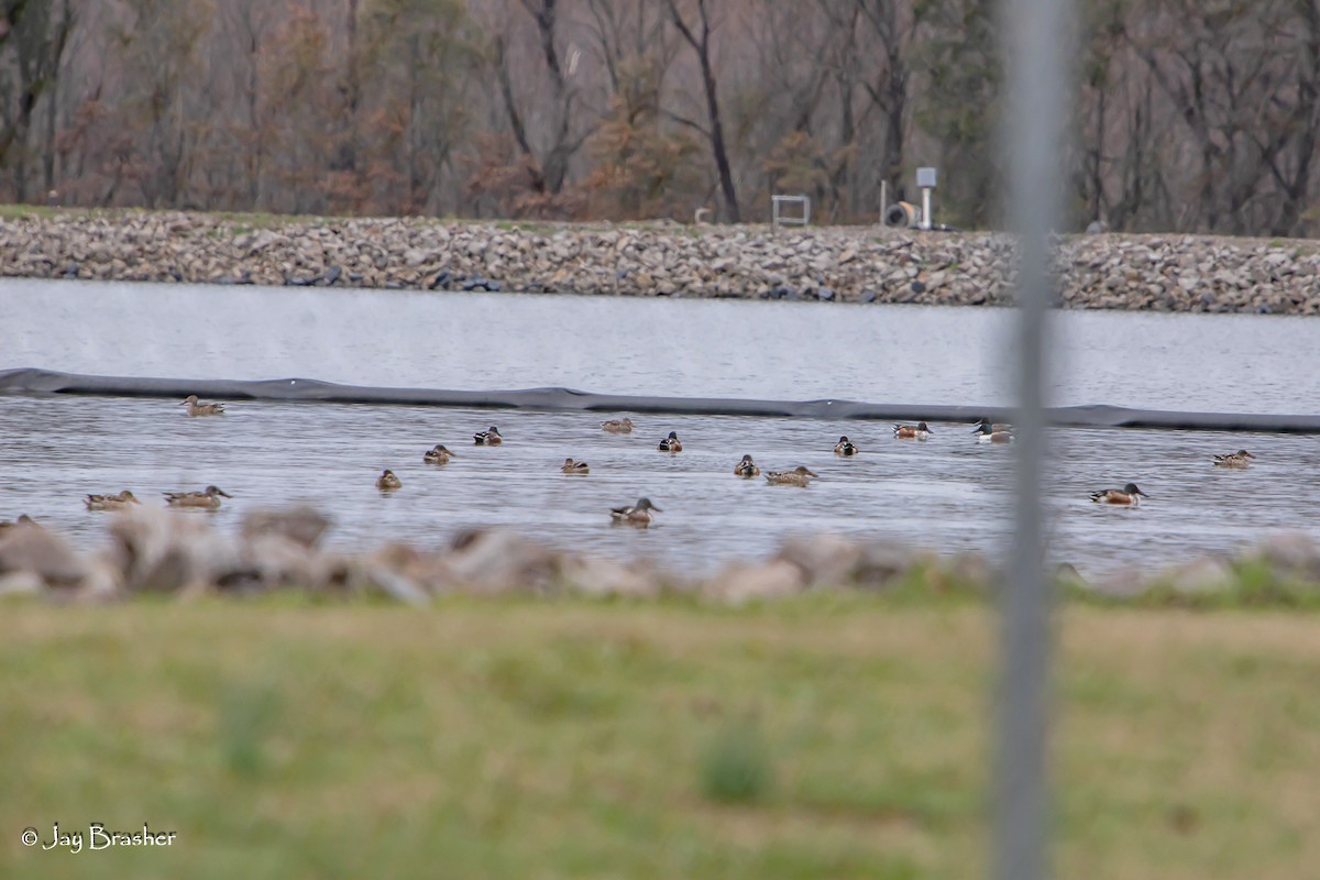 Cuchara Común - ML646723418