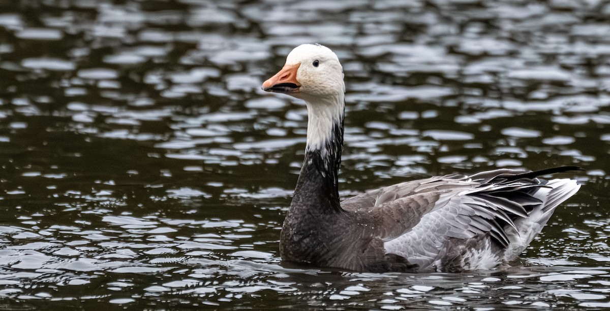 Schneegans - ML646723420