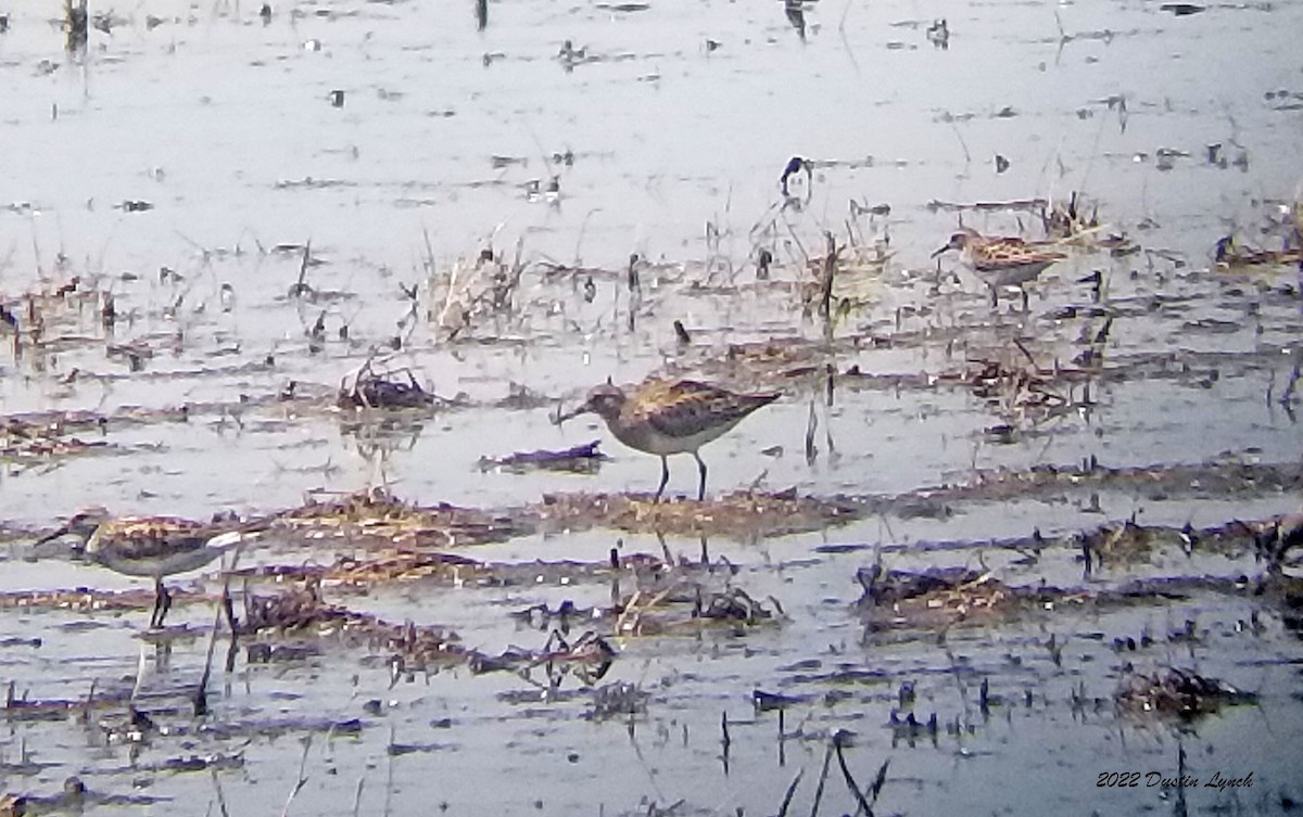 Pectoral Sandpiper - ML646723422