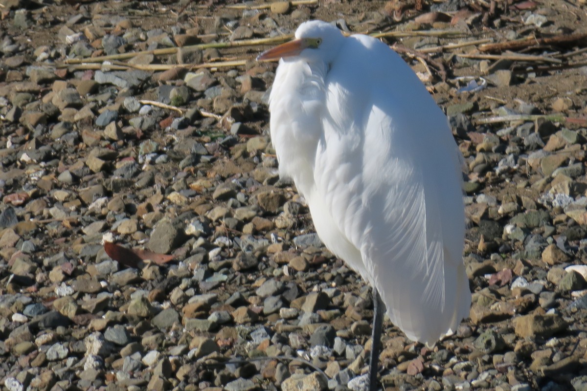 Great Egret - ML646723424