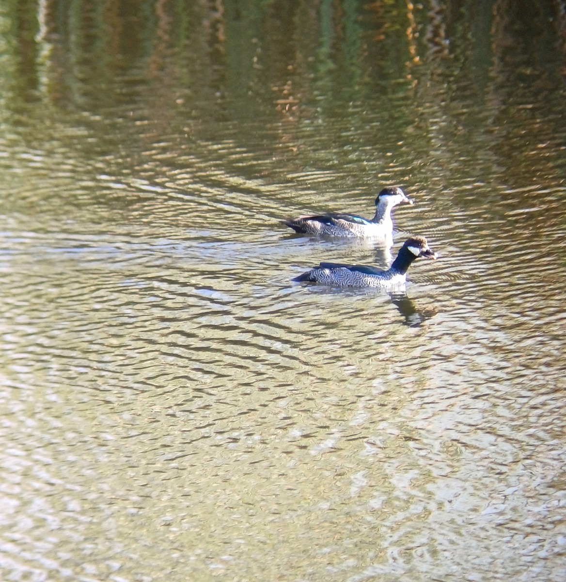 Green Pygmy-Goose - ML646723425
